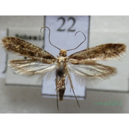 Niditinea fuscella (Linnaeus, 1758) Czech22